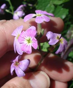 Fotografia da espécie Malcolmia flexuosa