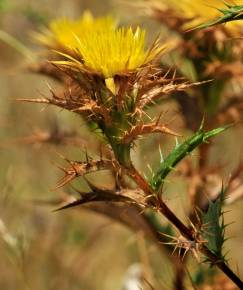 Fotografia da espécie Carlina hispanica