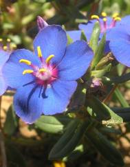 Anagallis monelli