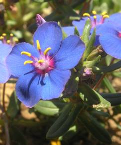 Fotografia da espécie Anagallis monelli