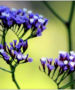 Fotografia da espécie Limonium perezii