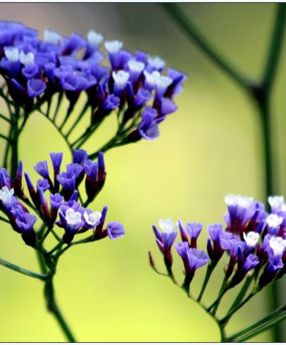 Fotografia de capa Limonium perezii - do Jardim Botânico