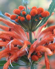 Fotografia da espécie Leonotis leonurus