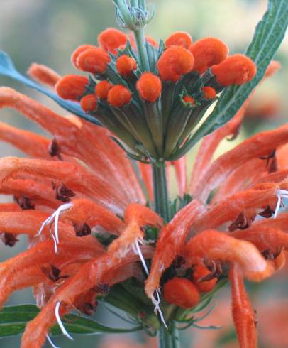 Fotografia de capa Leonotis leonurus - do Jardim Botânico