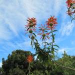 Fotografia 10 da espécie Leonotis leonurus do Jardim Botânico UTAD