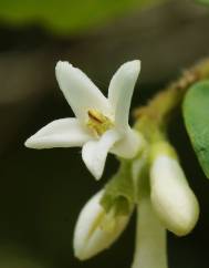 Ligustrum obtusifolium