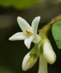 Fotografia da espécie Ligustrum obtusifolium