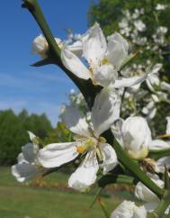 Citrus trifoliata