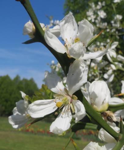 Fotografia de capa Citrus trifoliata - do Jardim Botânico