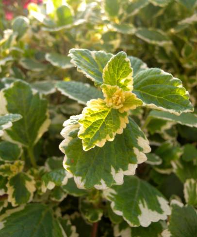 Fotografia de capa Plectranthus forsteri - do Jardim Botânico