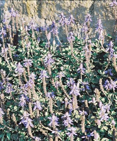 Fotografia de capa Plectranthus caninus - do Jardim Botânico