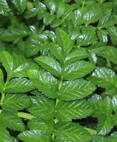 Fotografia de capa Angelica pachycarpa - do Jardim Botânico