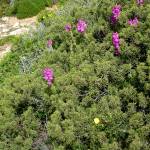 Fotografia 3 da espécie Antirrhinum cirrhigerum do Jardim Botânico UTAD