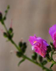 Antirrhinum linkianum