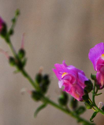 Fotografia de capa Antirrhinum linkianum - do Jardim Botânico