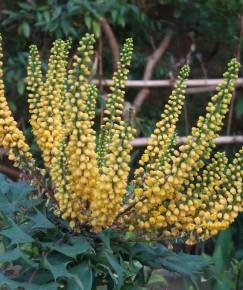 Fotografia da espécie Mahonia oiwakensis