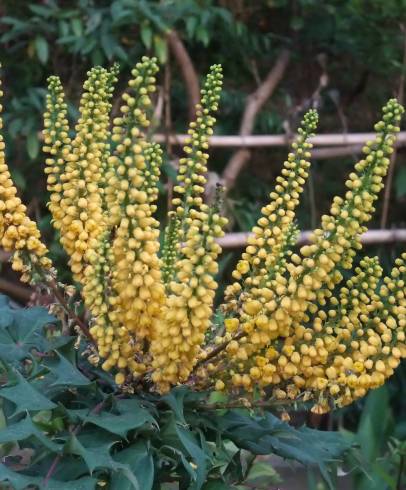 Fotografia de capa Mahonia oiwakensis - do Jardim Botânico