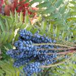 Fotografia 10 da espécie Mahonia oiwakensis do Jardim Botânico UTAD