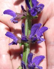 Salvia sclareoides