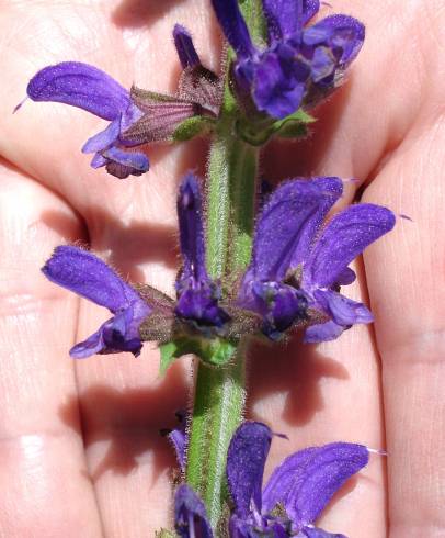 Fotografia de capa Salvia sclareoides - do Jardim Botânico