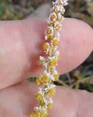 Fotografia da espécie Sesamoides spathulifolia