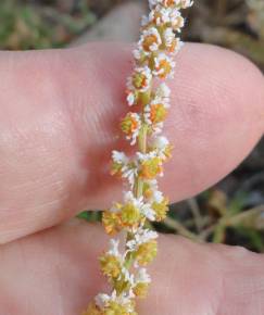 Fotografia da espécie Sesamoides spathulifolia