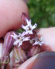 Fotografia da espécie Silene disticha