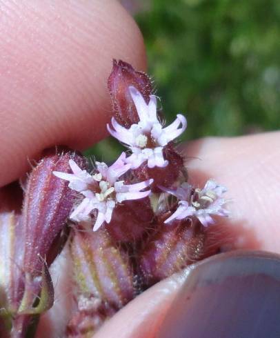 Fotografia de capa Silene disticha - do Jardim Botânico