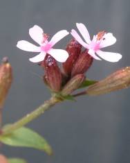 Fotografia da espécie Silene fuscata