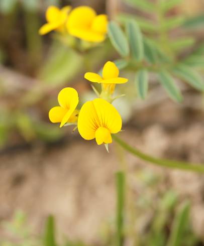 Fotografia de capa Scorpiurus muricatus - do Jardim Botânico