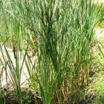 Fotografia 15 da espécie Typha latifolia do Jardim Botânico UTAD