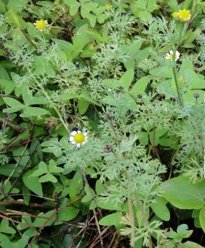 Fotografia de capa Cotula nigellifolia - do Jardim Botânico