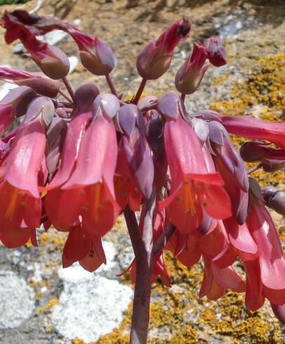 Fotografia de capa Kalanchoe x houghtonii - do Jardim Botânico