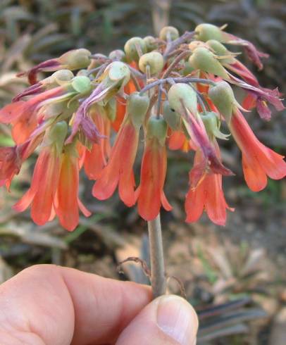 Fotografia de capa Kalanchoe daigremontiana - do Jardim Botânico