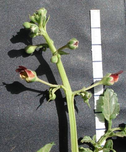 Fotografia de capa Scrophularia sublyrata - do Jardim Botânico