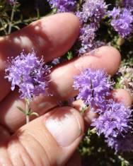 Fotografia da espécie Thymus villosus subesp. lusitanicus