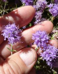 Thymus villosus subesp. lusitanicus