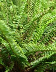 Nephrolepis cordifolia