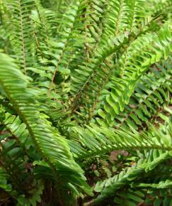 Fotografia da espécie Nephrolepis cordifolia