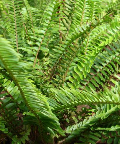 Fotografia de capa Nephrolepis cordifolia - do Jardim Botânico