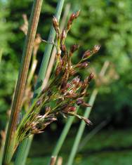 Fotografia da espécie Juncus inflexus var. inflexus