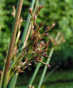 Fotografia da espécie Juncus inflexus