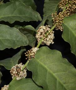 Fotografia da espécie Amborella trichopoda