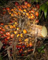 Fotografia da espécie Elaeis guineensis