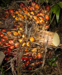 Fotografia da espécie Elaeis guineensis