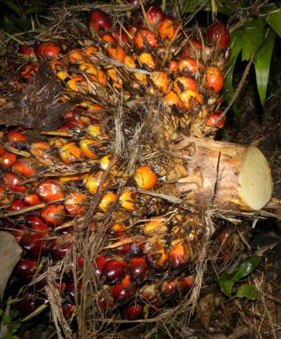 Fotografia de capa Elaeis guineensis - do Jardim Botânico