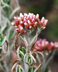 Fotografia da espécie Ozothamnus rosmarinifolius