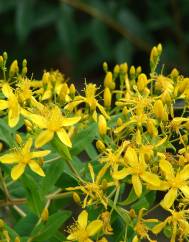 Hypericum canariense