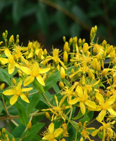 Fotografia de capa Hypericum canariense - do Jardim Botânico