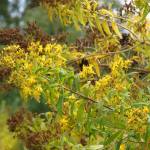 Fotografia 9 da espécie Hypericum canariense do Jardim Botânico UTAD